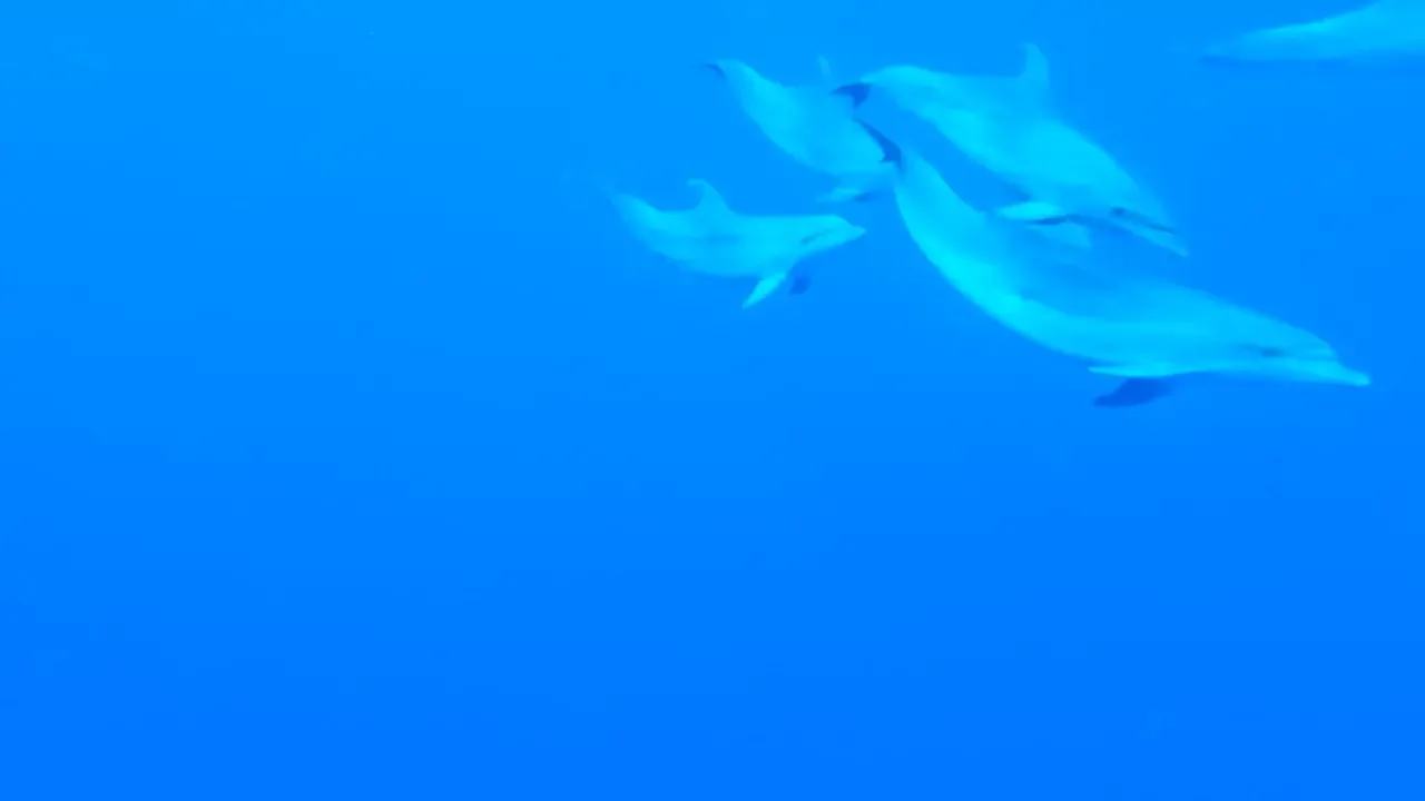 Delfines