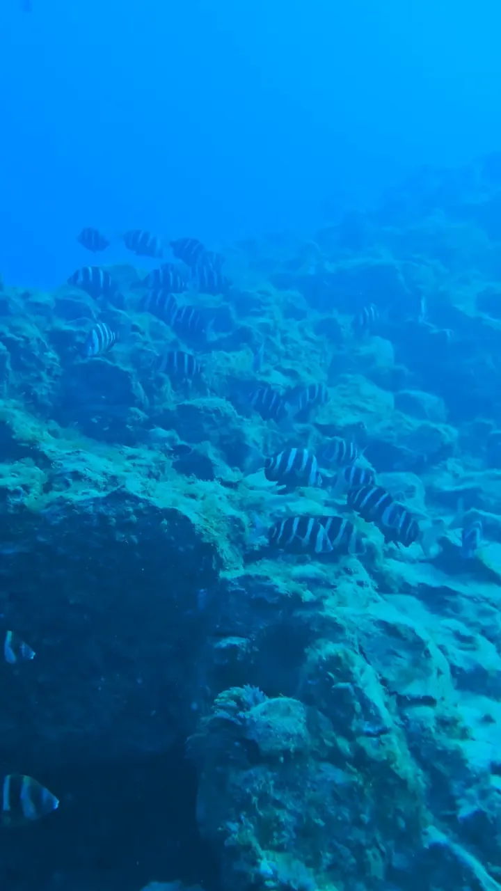 Fondo marino