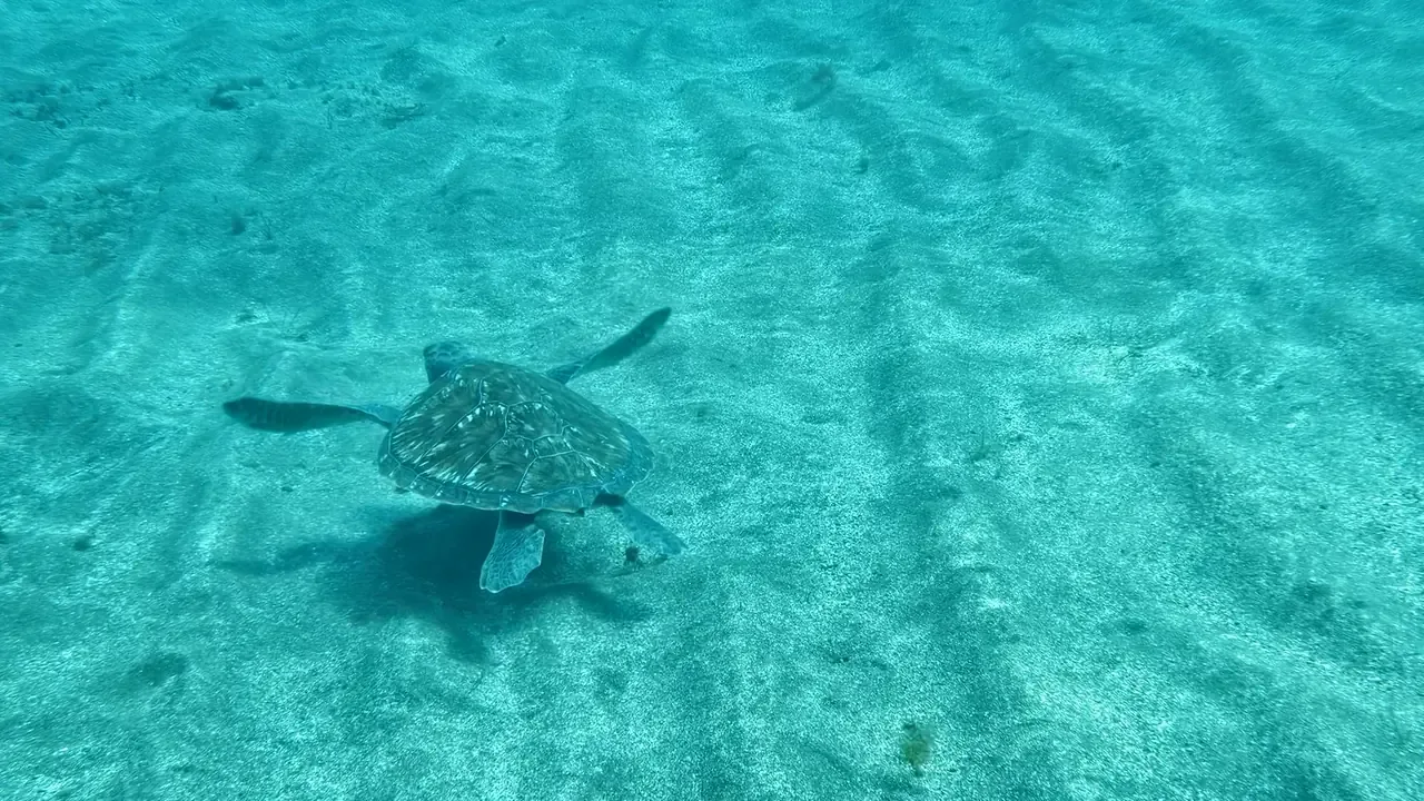 Tortuga