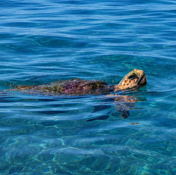 Ecoturismo y avistamiento responsable en Tenerife